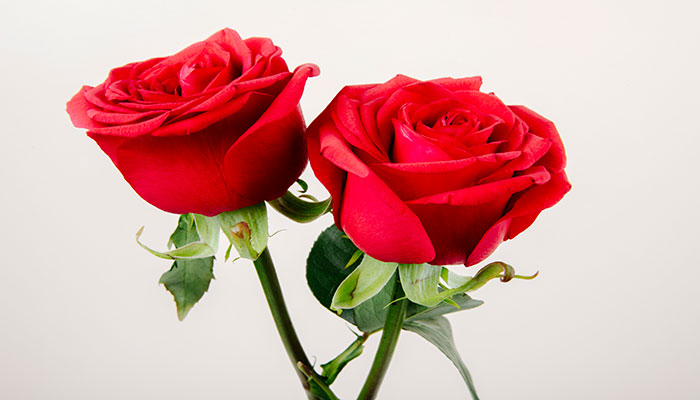 Rosas